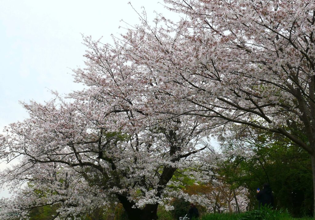 yachiyo-cherry blossoms