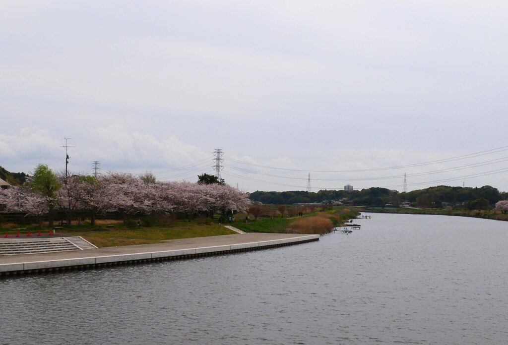 yachiyo-cherry blossoms