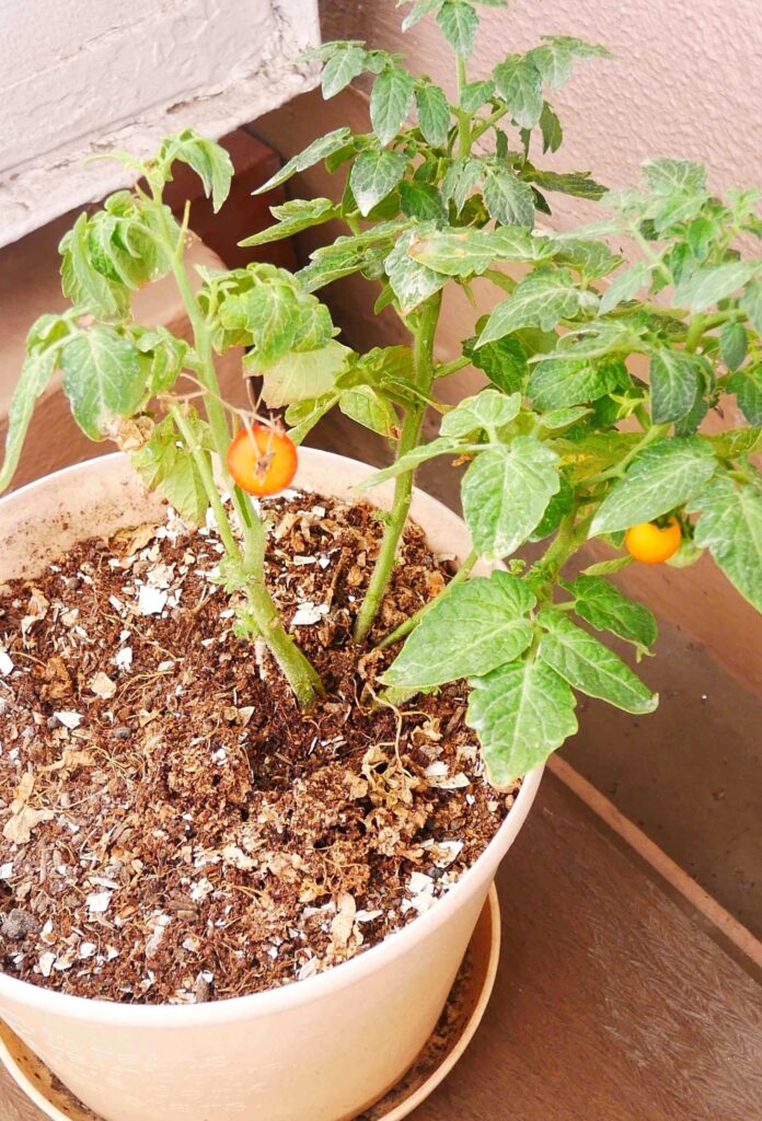 mini-tomato