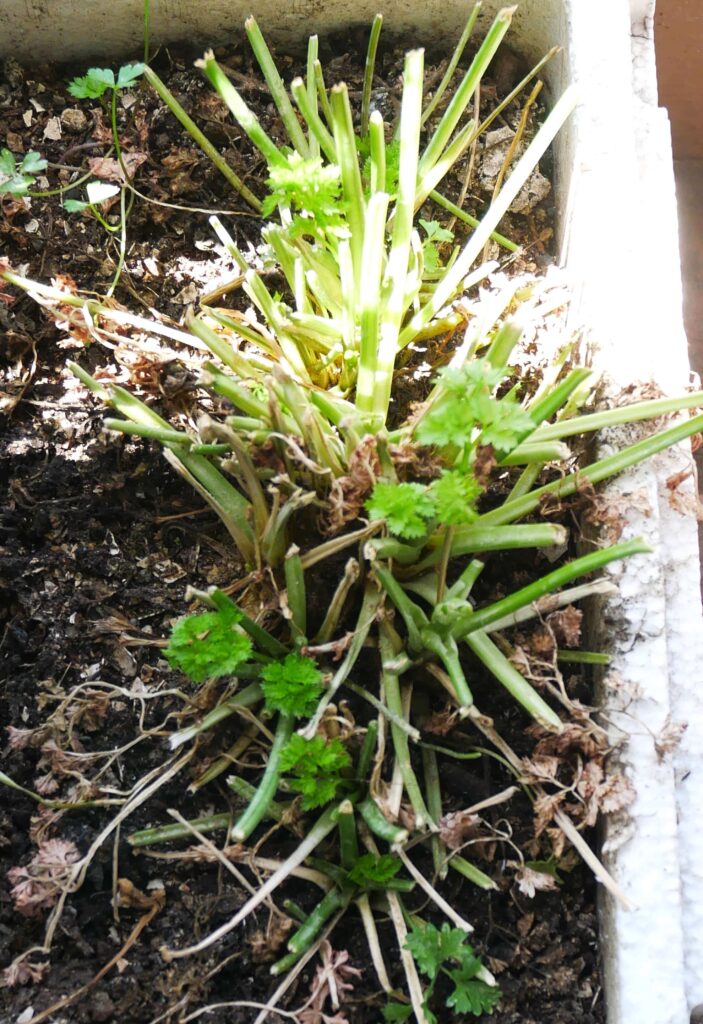 parsley