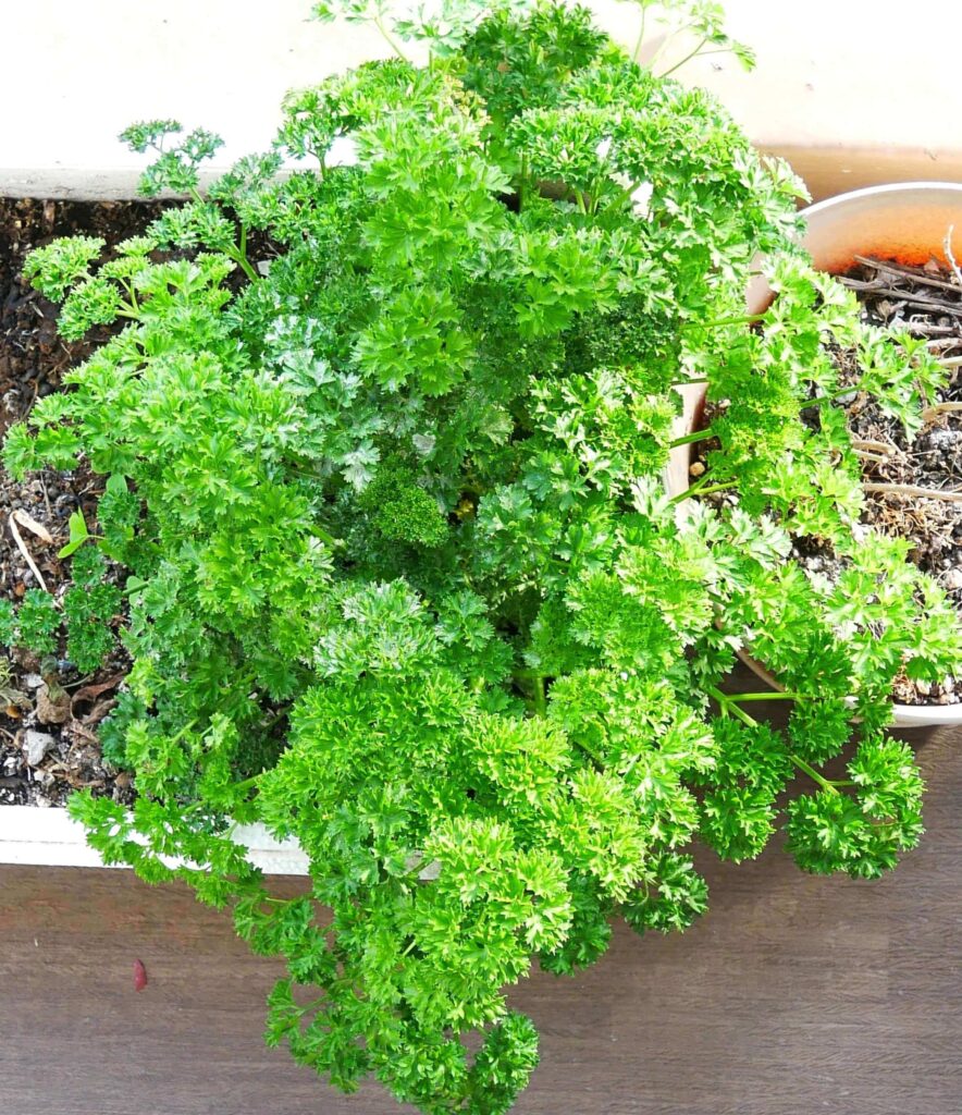 parsley