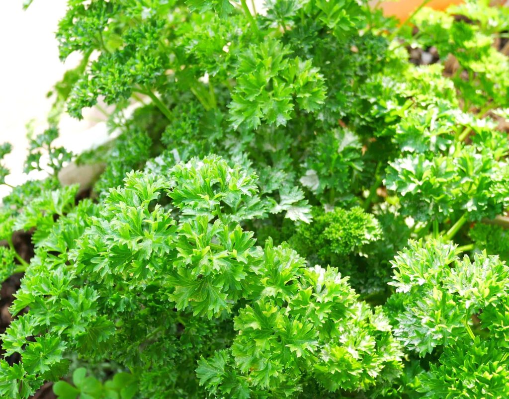parsley