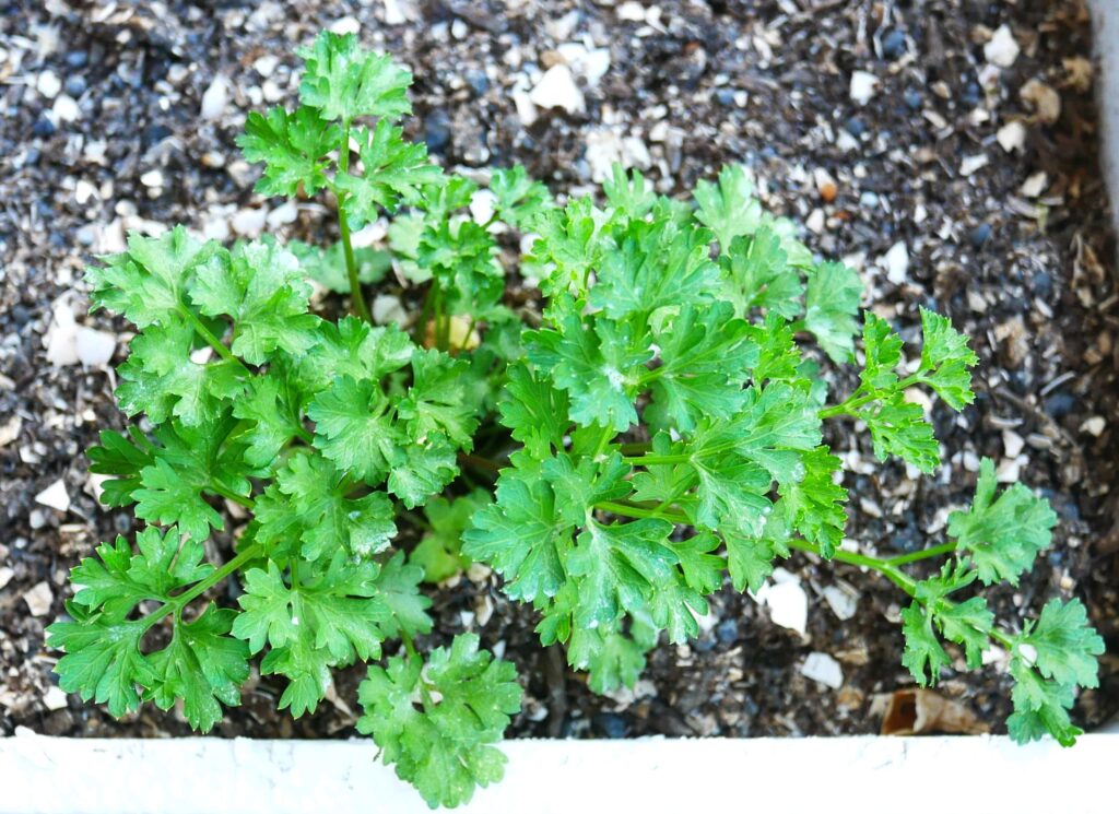 parsley