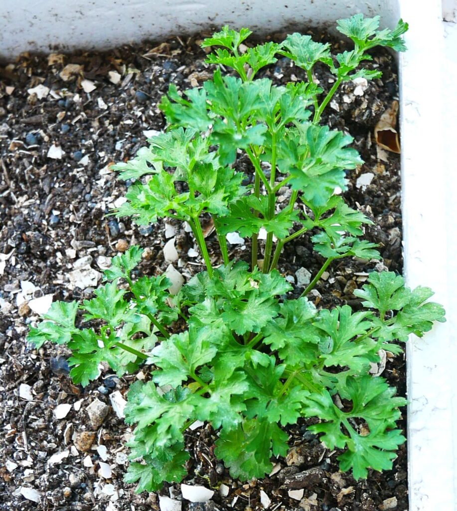 parsley