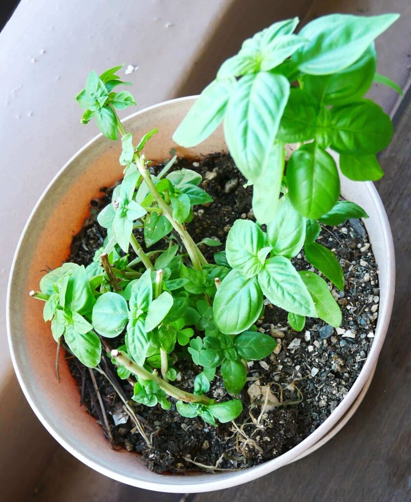 tomato-pasta