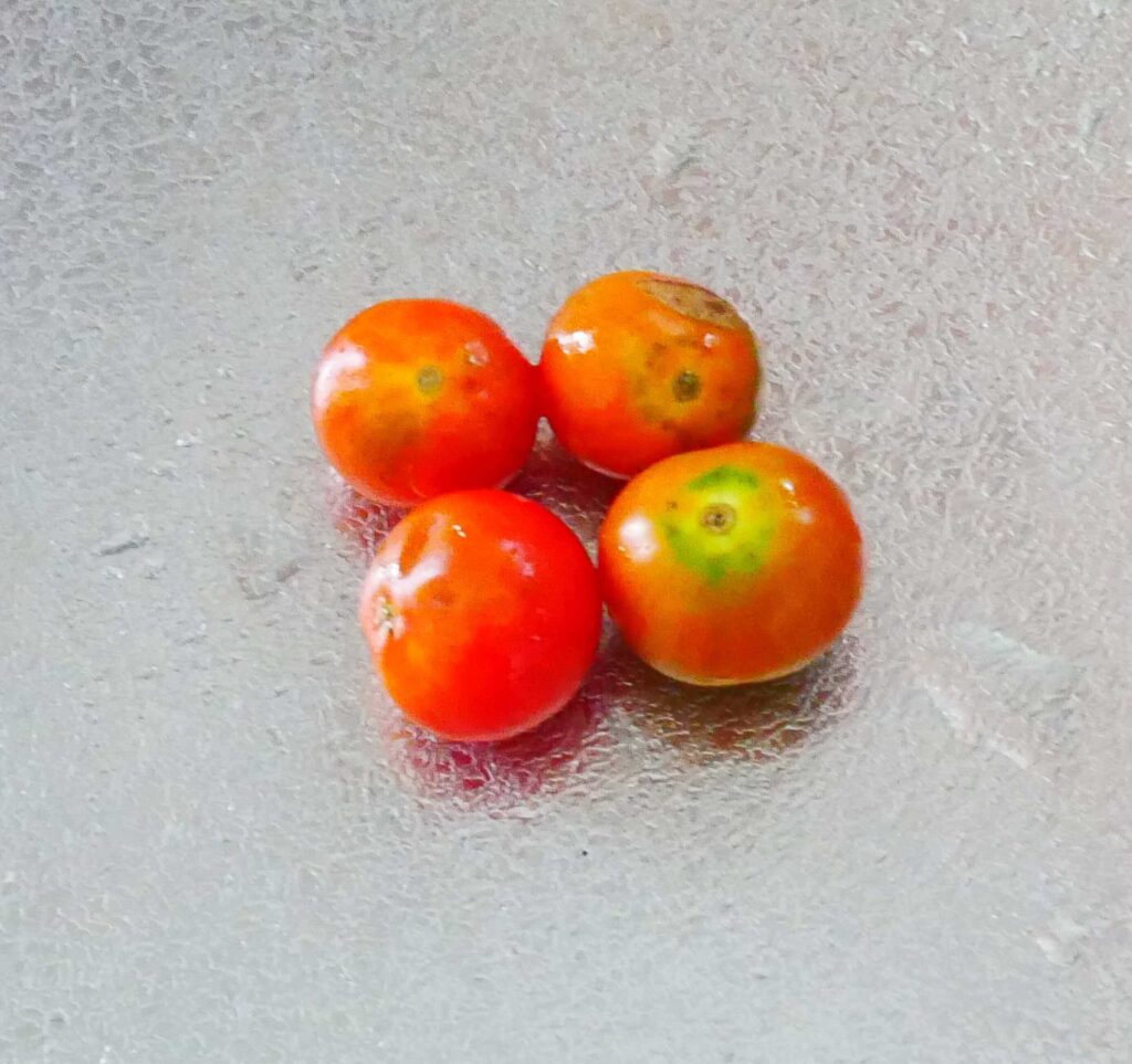 suzunari-cherry-tomatoes