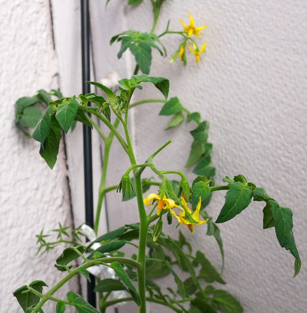 suzunari-cherry-tomatoes