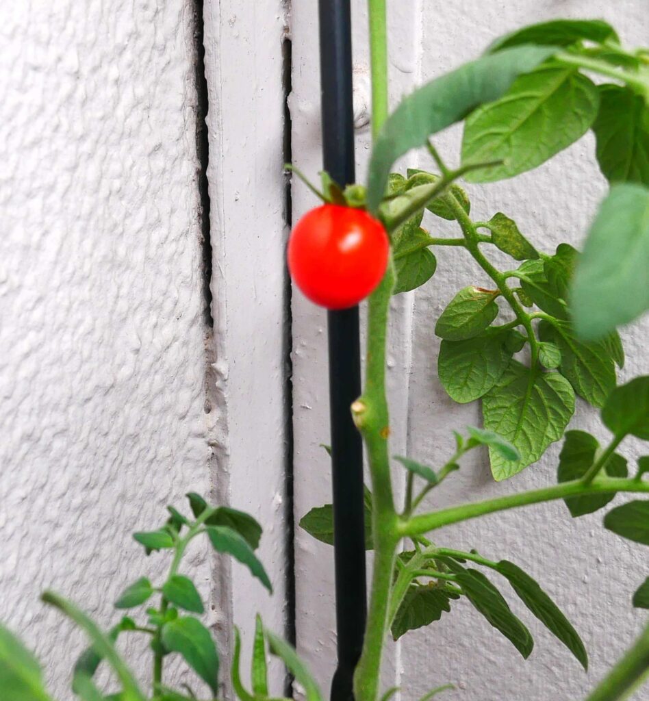 suzunari-cherry-tomatoes