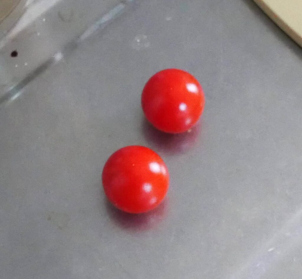 suzunari-cherry-tomatoes