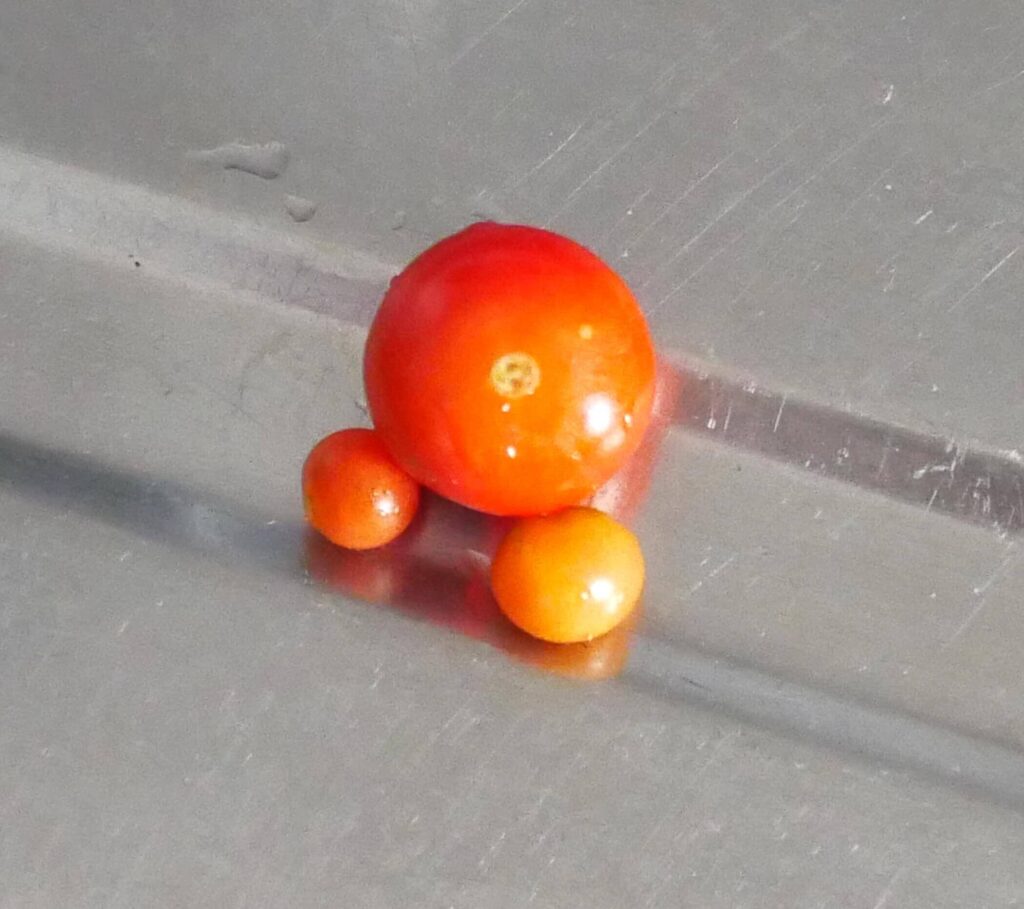 suzunari-cherry-tomatoes