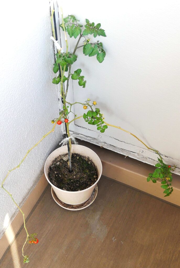 suzunari-cherry-tomatoes