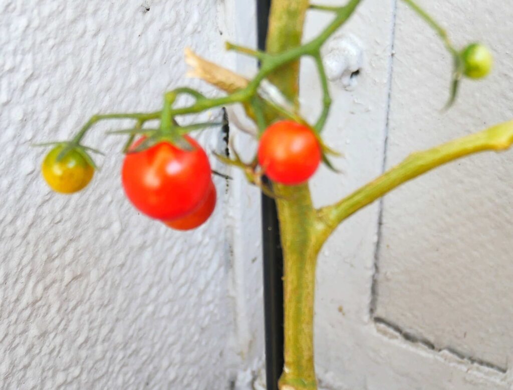 suzunari-cherry-tomatoes