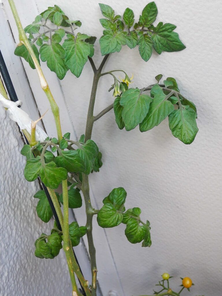 suzunari-cherry-tomatoes