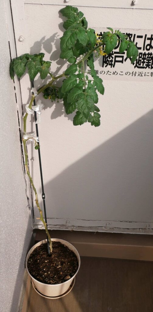 suzunari-cherry-tomatoes