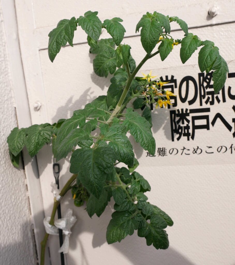 suzunari-cherry-tomatoes