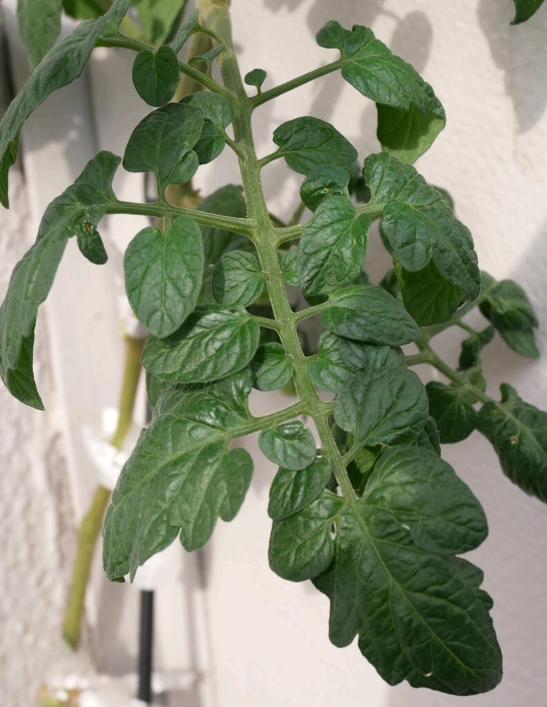 suzunari-cherry-tomatoes