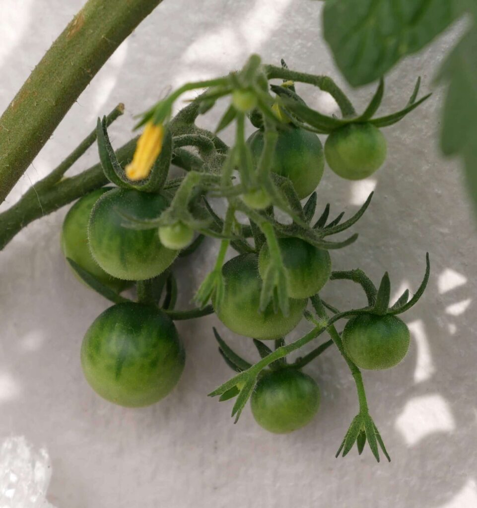 suzunari-cherry-tomatoes