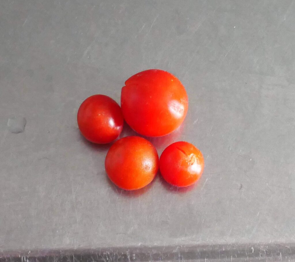 suzunari-cherry-tomatoes