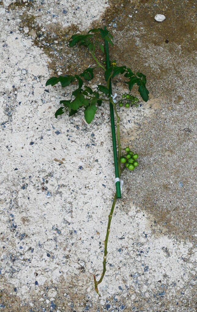 suzunari-cherry-tomatoes