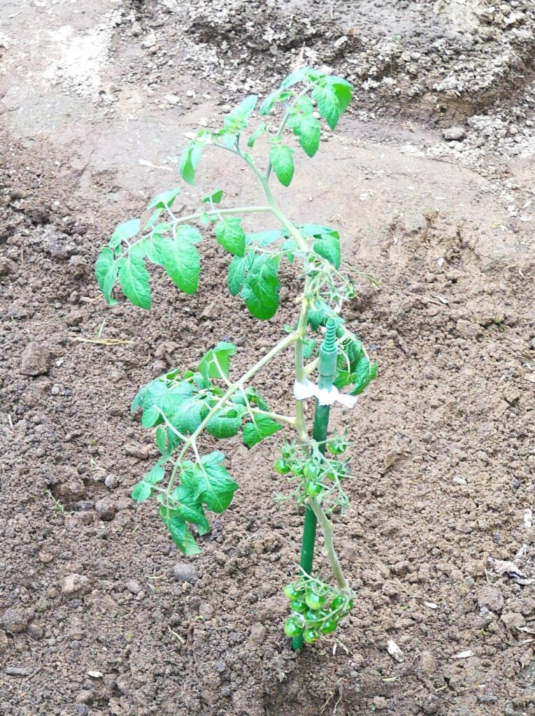 suzunari-cherry-tomatoes