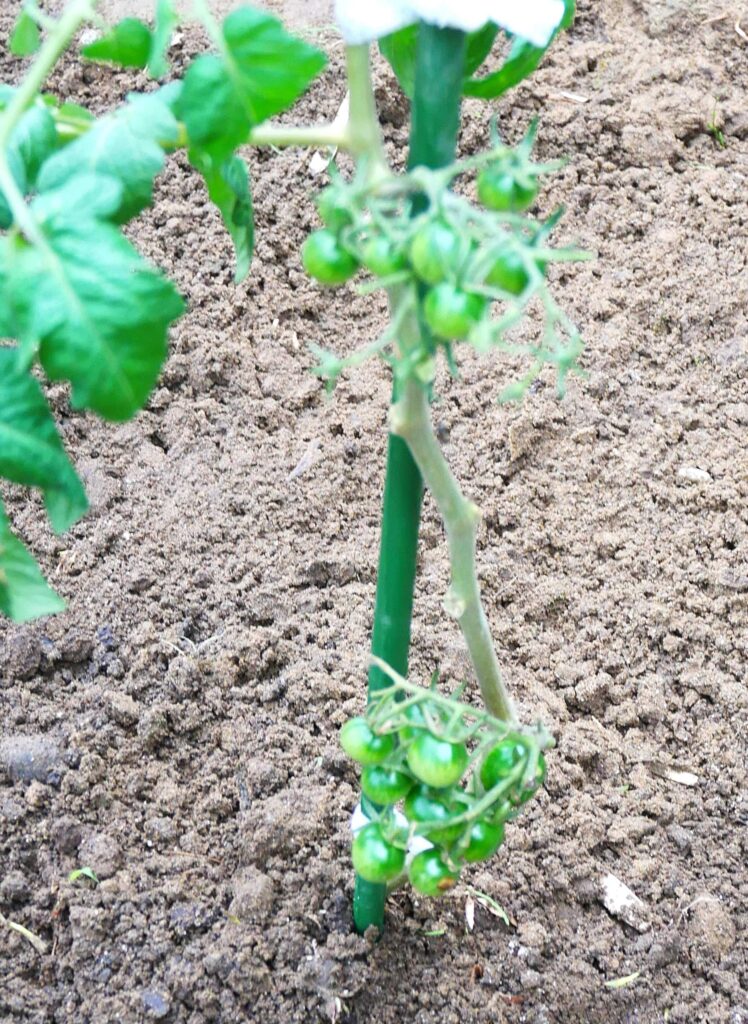 suzunari-cherry-tomatoes