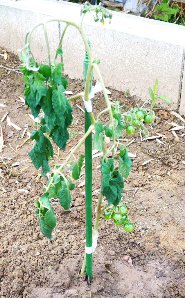 suzunari-cherry-tomatoes