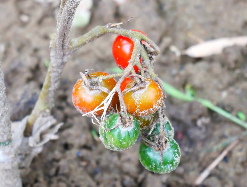 suzunari-cherry-tomatoes