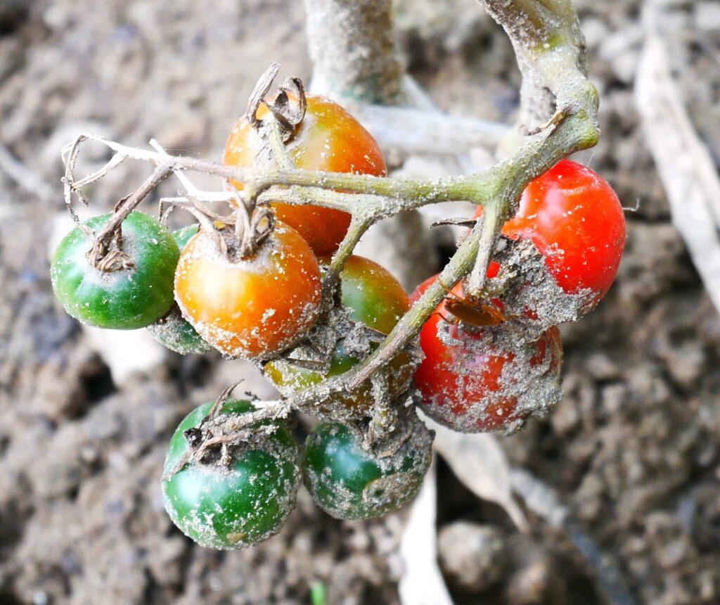 suzunari-cherry-tomatoes