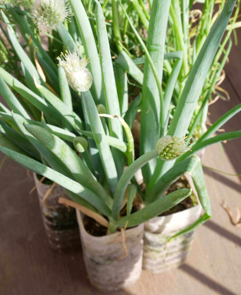 melty-scallion