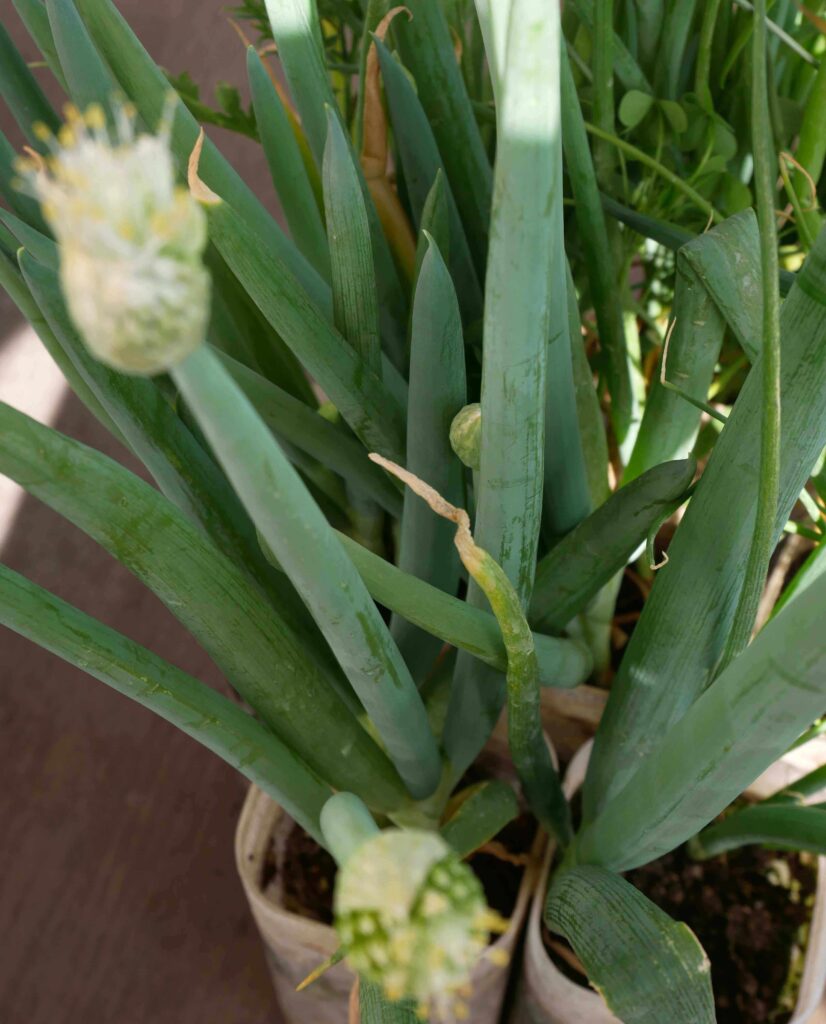 melty-scallion