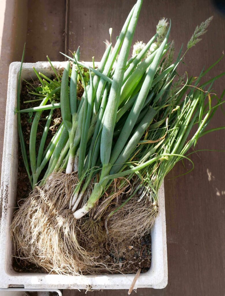 melty-scallion