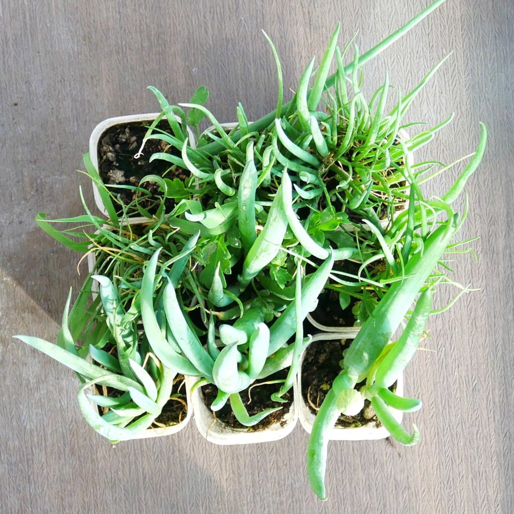 melty-scallion