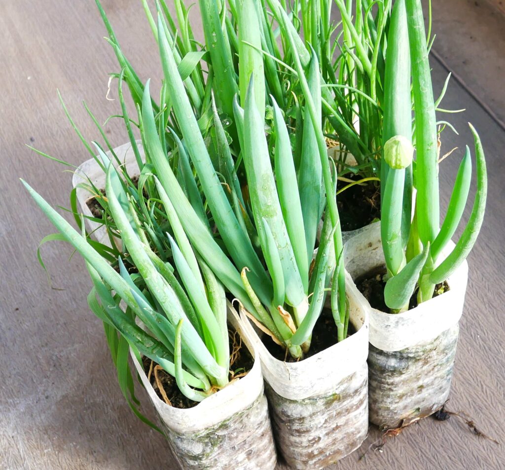 melty-scallion