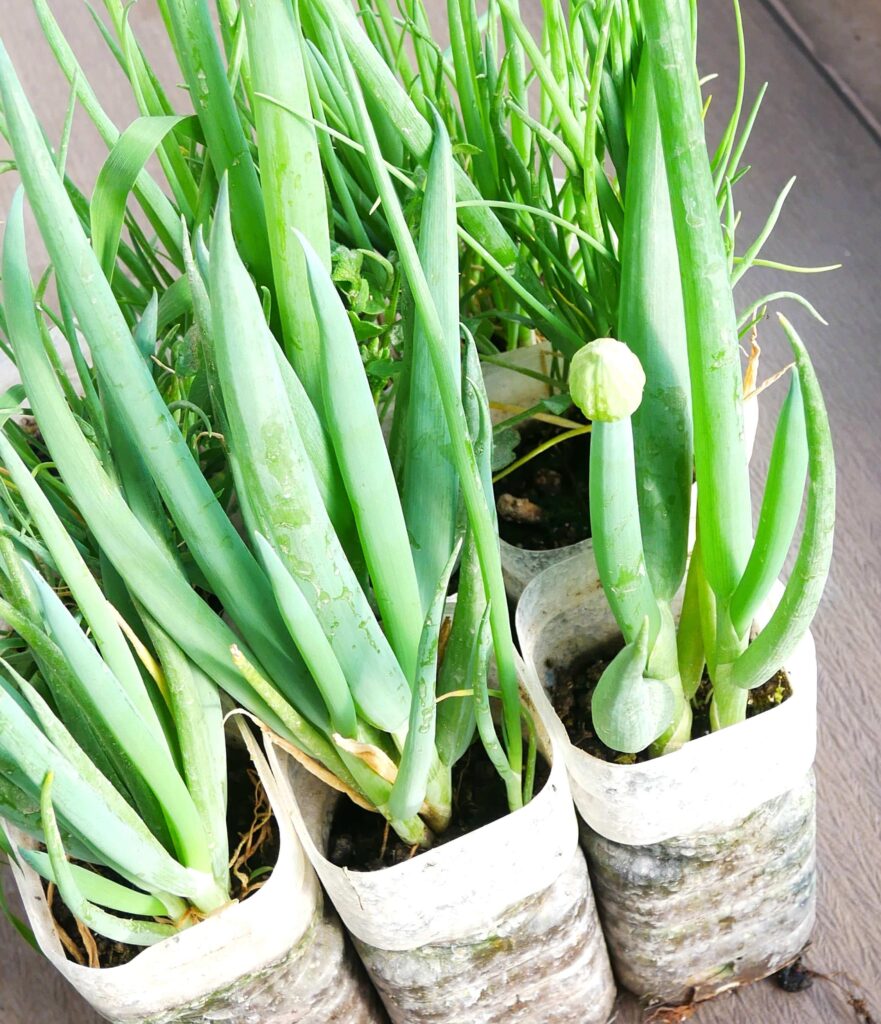 melty-scallion