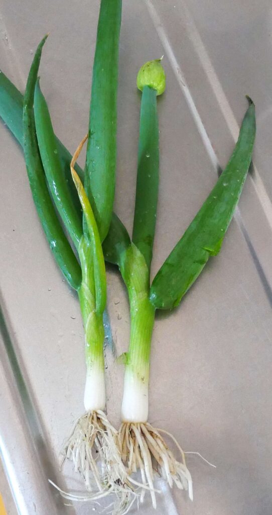 melty-scallion