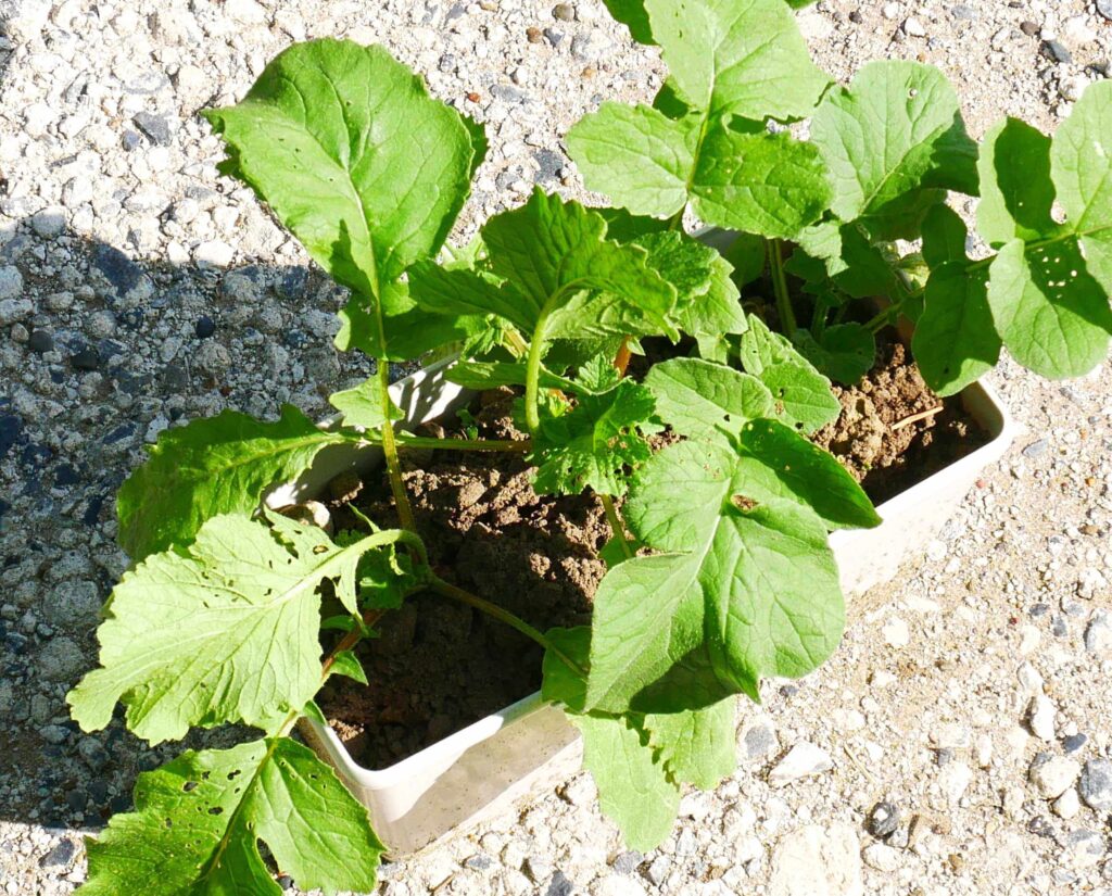 red-and-white-hatsuka-radish