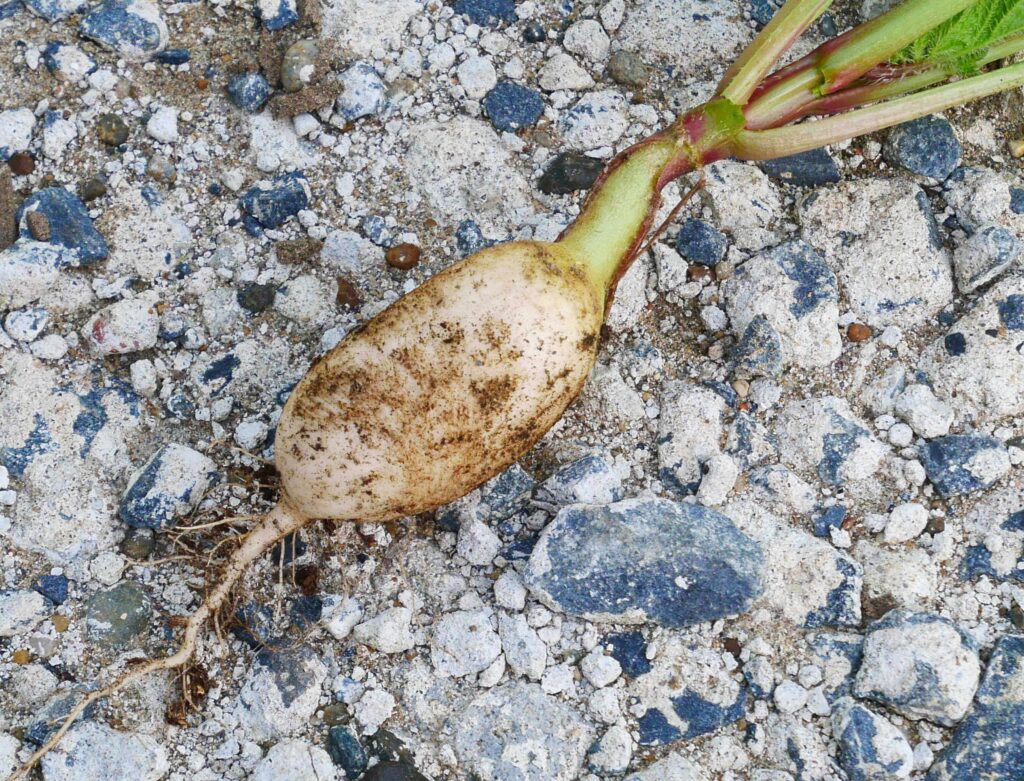 red-and-white-hatsuka-radish