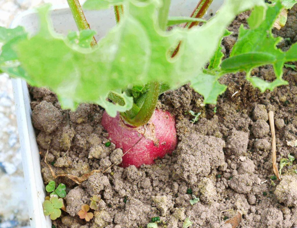 red-and-white-hatsuka-radish