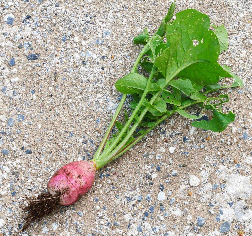 red-and-white-hatsuka-radish