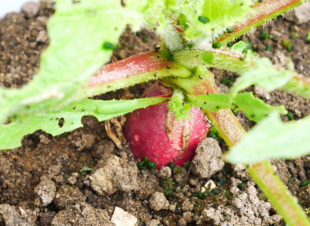 red-and-white-hatsuka-radish