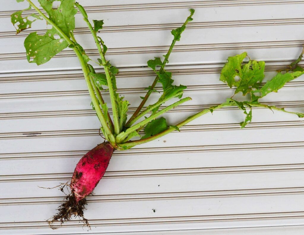 red-and-white-hatsuka-radish