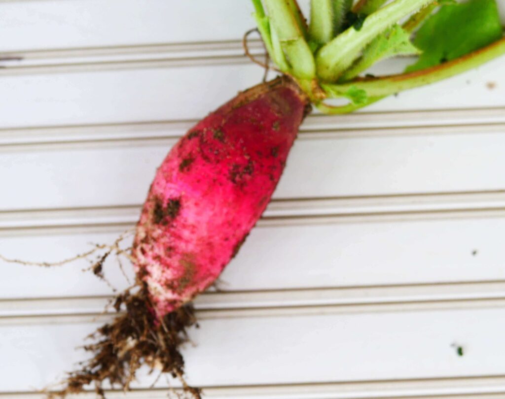 red-and-white-hatsuka-radish