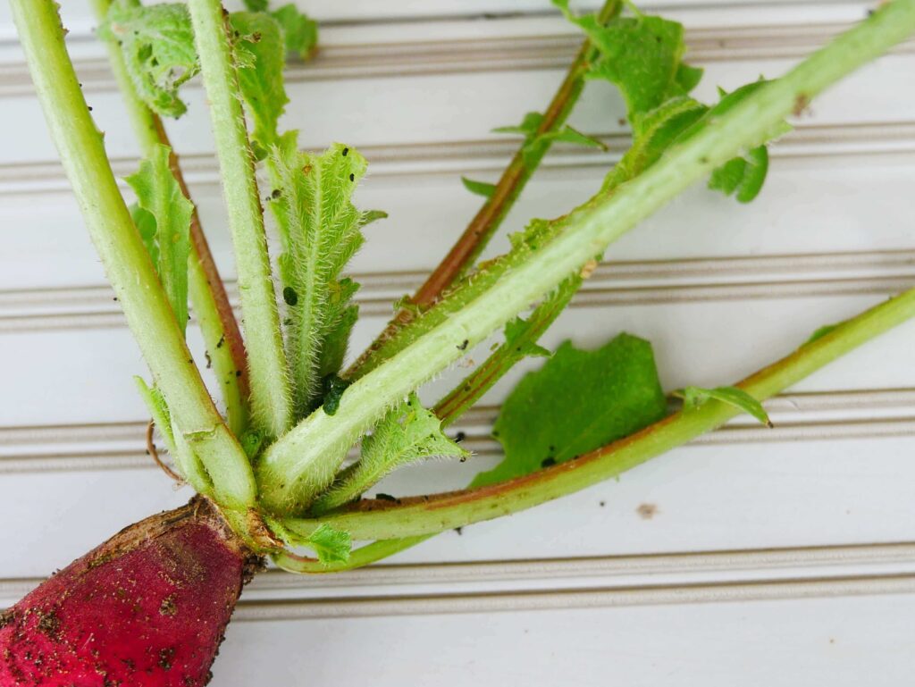 red-and-white-hatsuka-radish