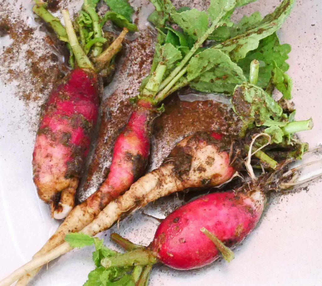 red-and-white-hatsuka-radish