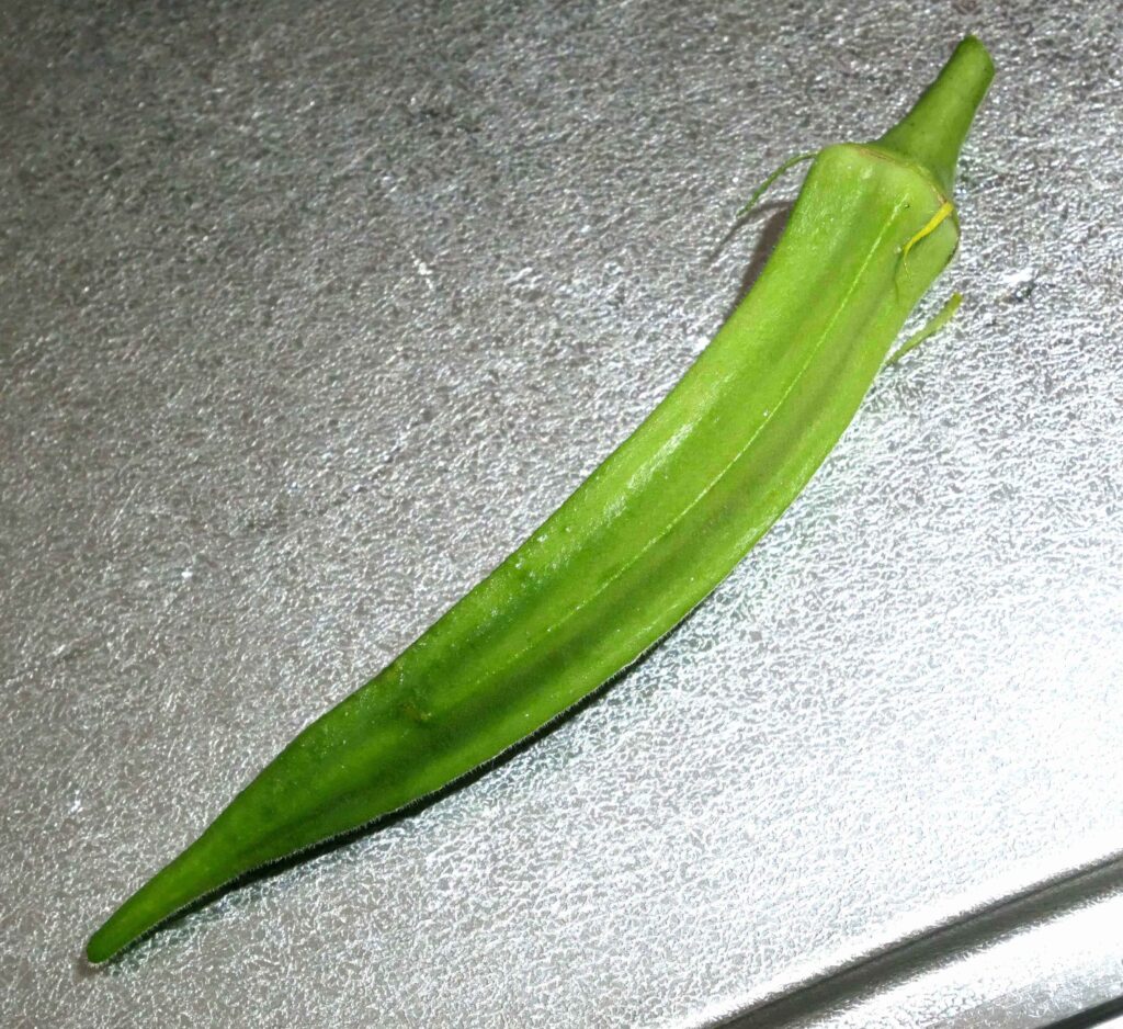 Early-Okra