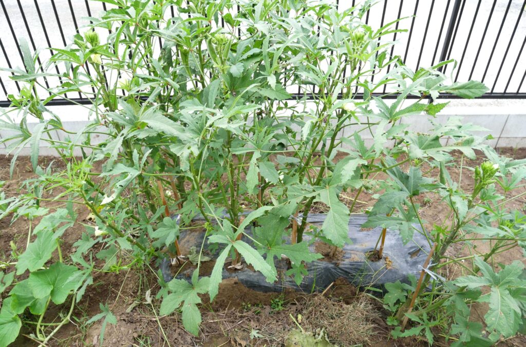 Early-Okra