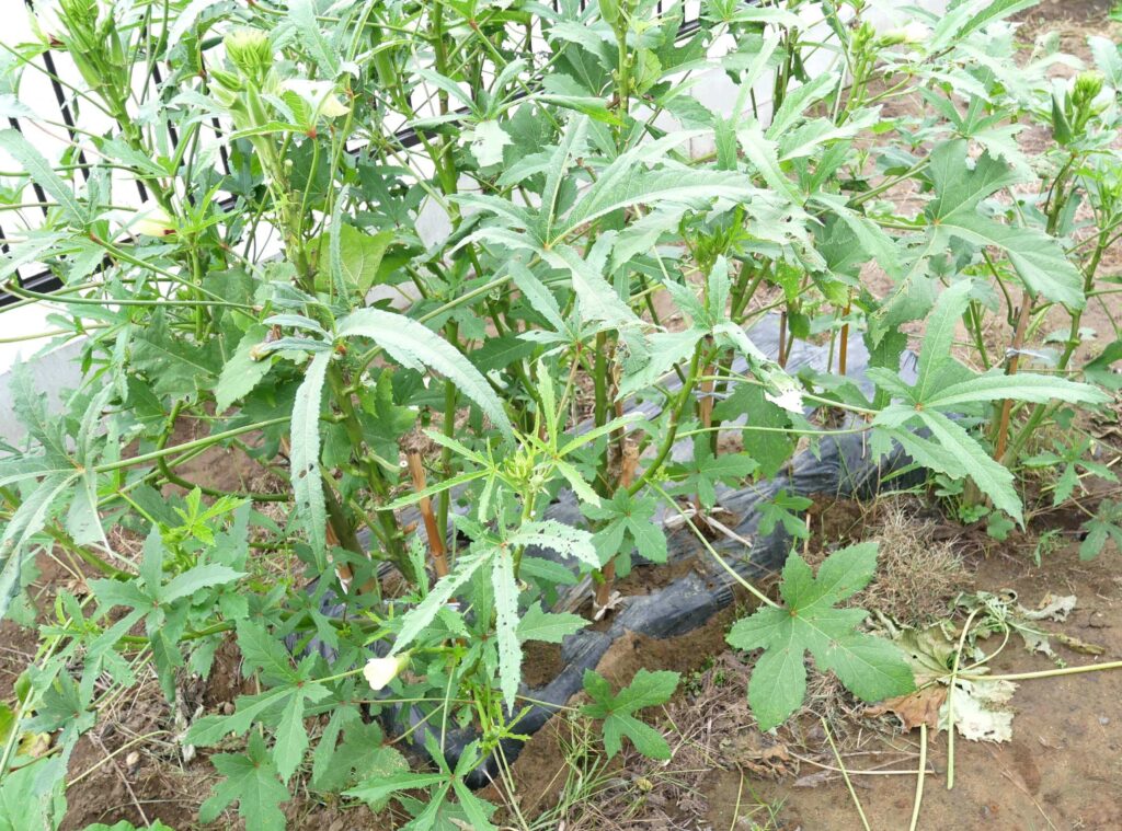 Early-Okra
