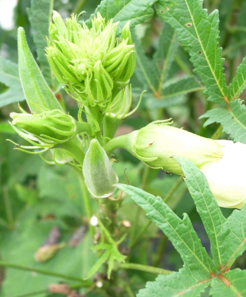 Early-Okra