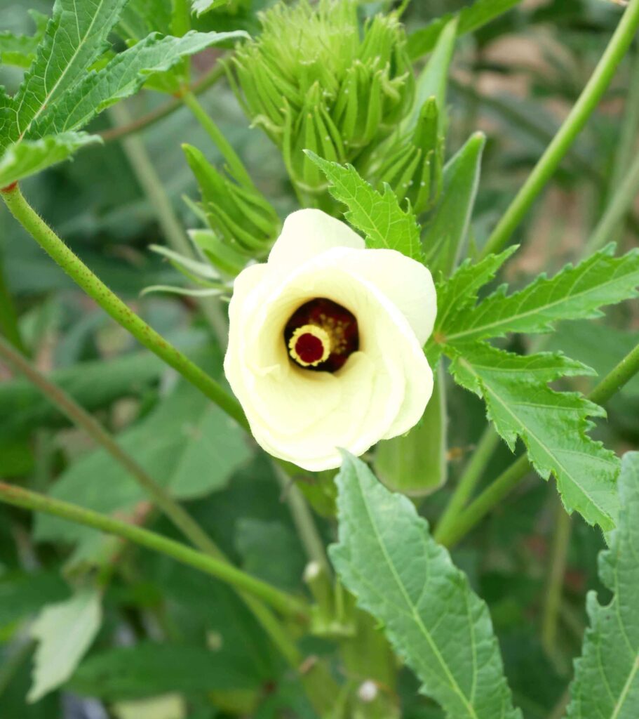 Early-Okra