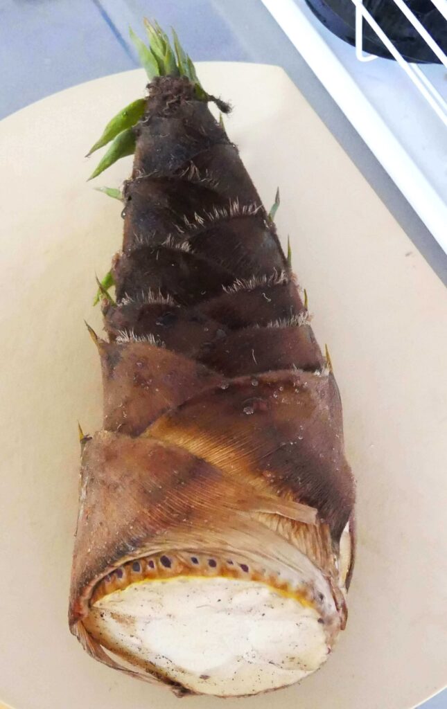 Bamboo-shoots